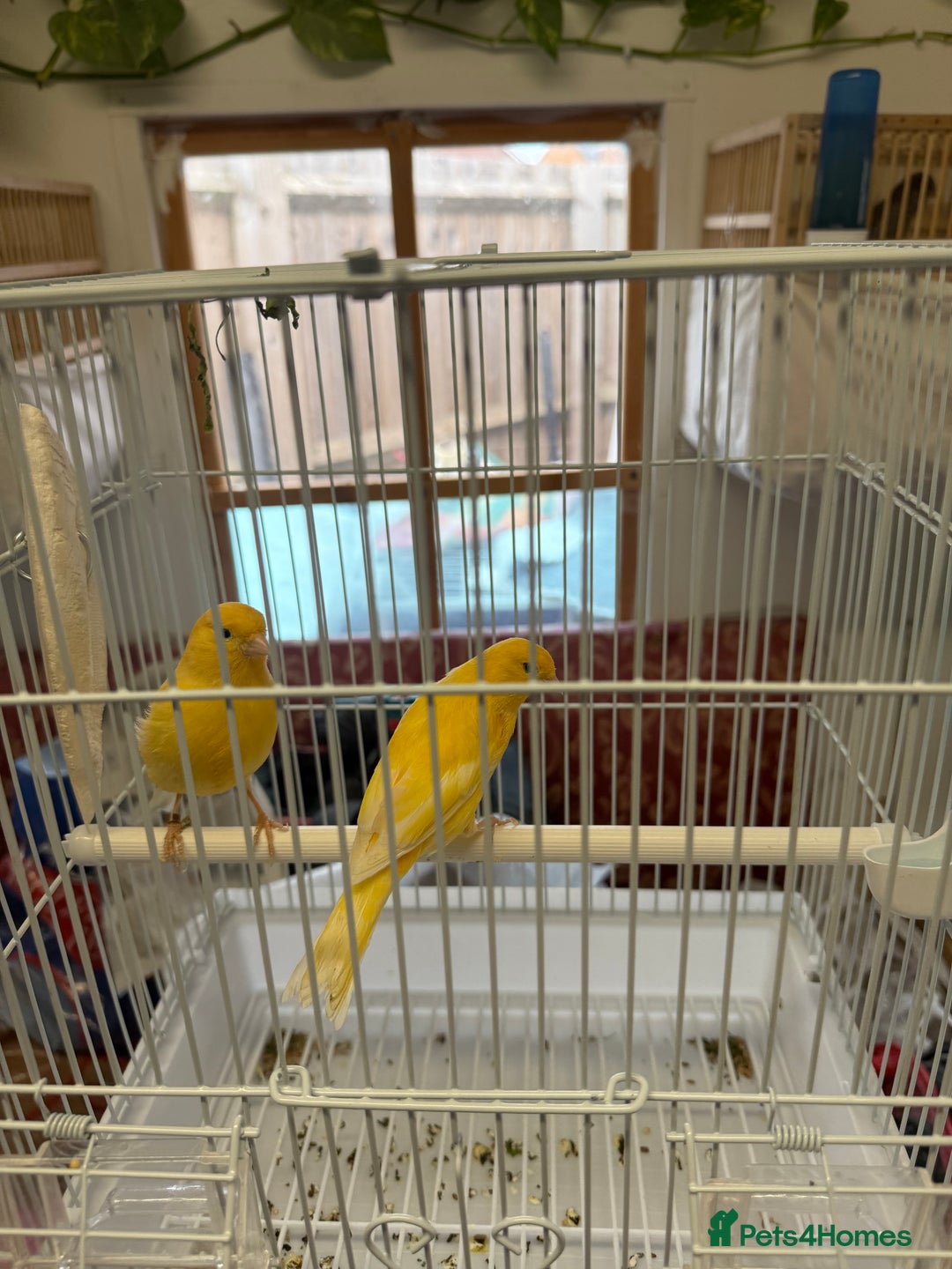 Canaries birds for sale: Canary and lovebirds  - Image 4