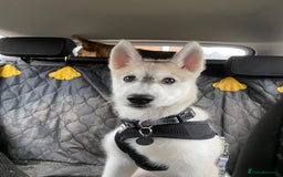 Siberian Husky dogs for sale: Husky puppy Male - Image 6