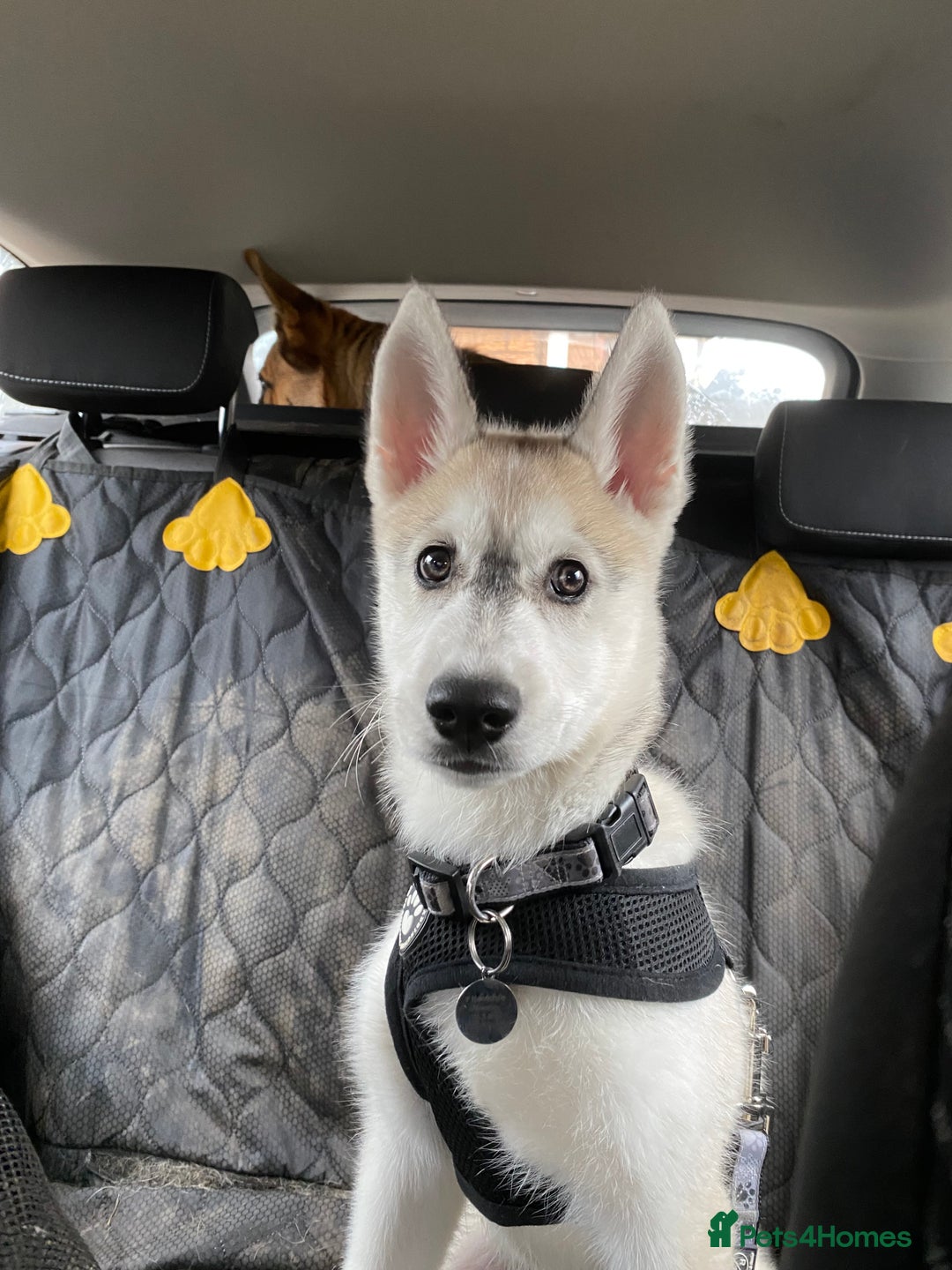 Siberian Husky dogs for sale: Husky puppy Male - Image 6