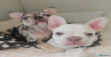 French Bulldog dogs - Advert 6