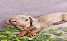 Miniature Dachshund dogs for sale: LAST PUPPY REMAINING Dapple Miniature Dachshunds  - Image 15