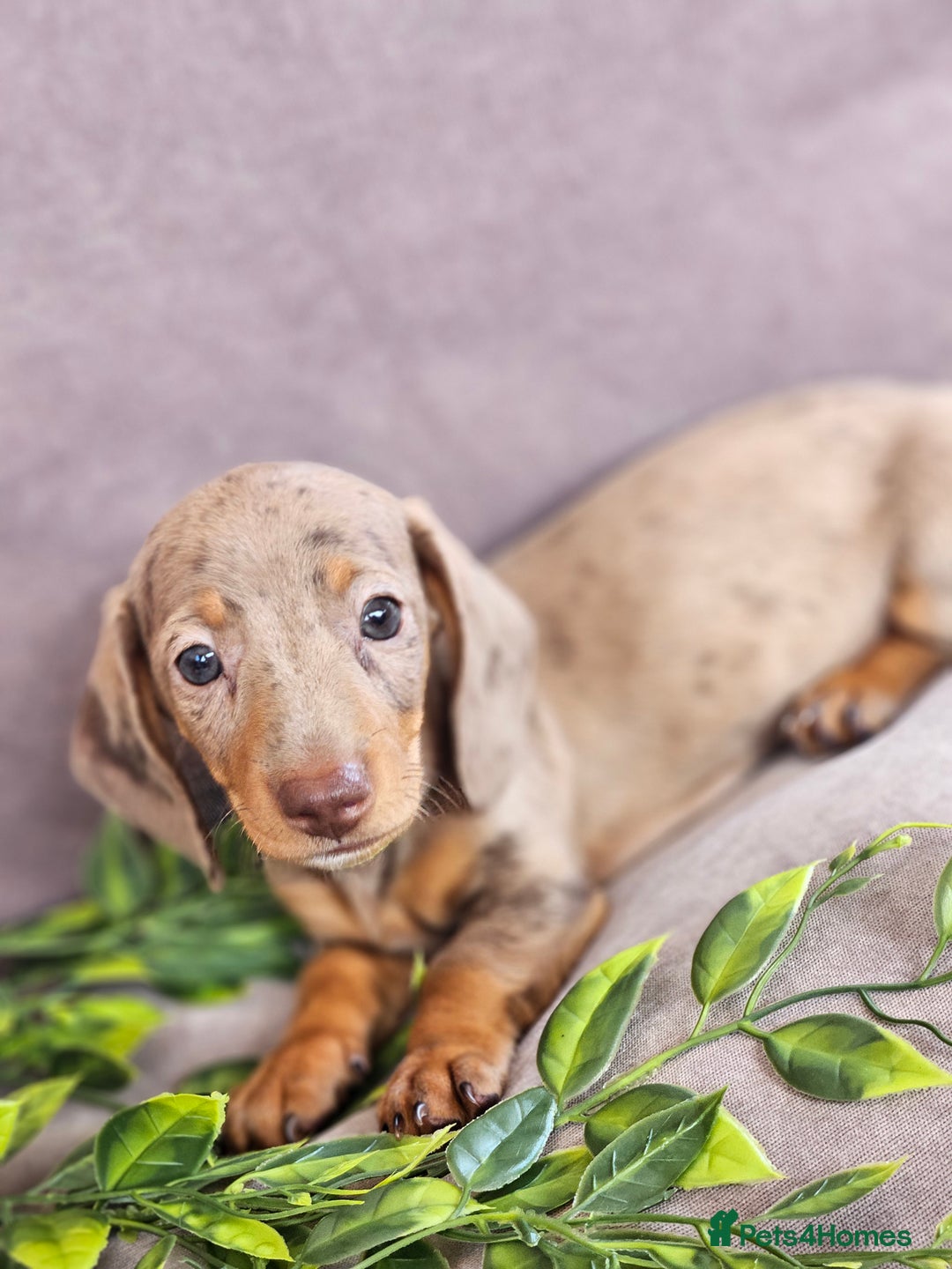 Miniature Dachshund dogs for sale: LAST PUPPY REMAINING Dapple Miniature Dachshunds  - Image 15