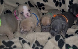 Mixed Breed dogs for sale: 6 beautiful mix French & English bulldog puppies  - Image 7
