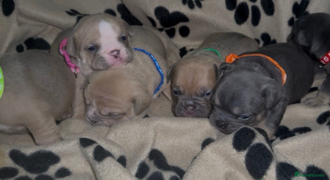 Mixed Breed dogs for sale: 6 beautiful mix French & English bulldog puppies  - Image 7
