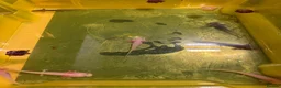 Axolotl reptiles for sale: Baby Axolotl’s  - Advert 3