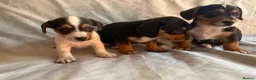 Jack Russell dogs for sale: Miniature Jack Russell puppies  - Advert 1