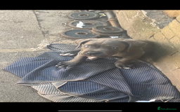 Cane Corso dogs for sale: Cane Corso Puppy 8 - Cerberus champion bloodline cane corso - Image 3