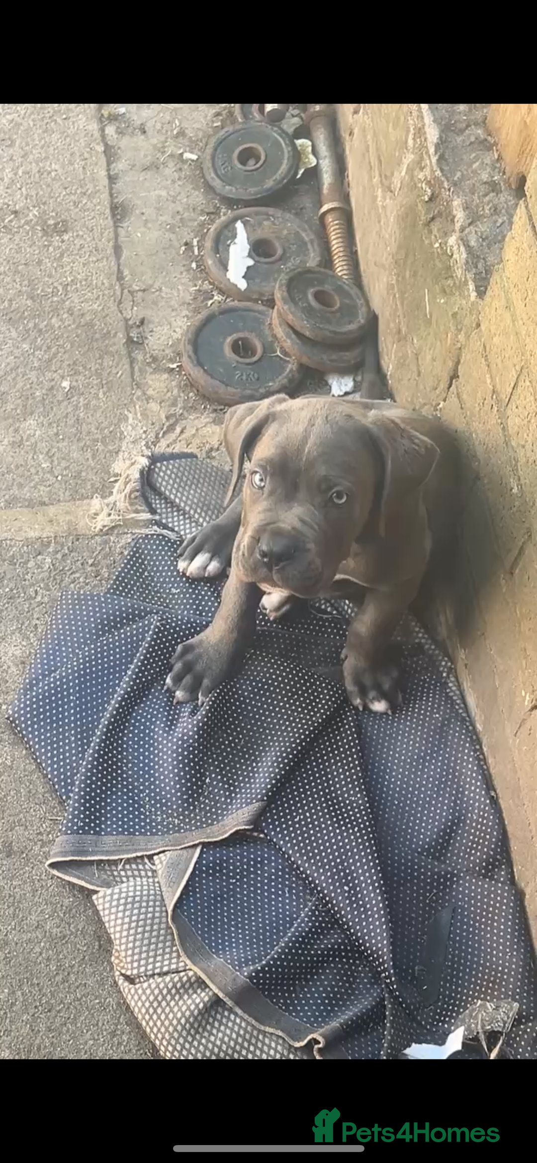 Cane Corso dogs for sale: Cane Corso Puppy 8 - Cerberus champion bloodline cane corso - Image 3