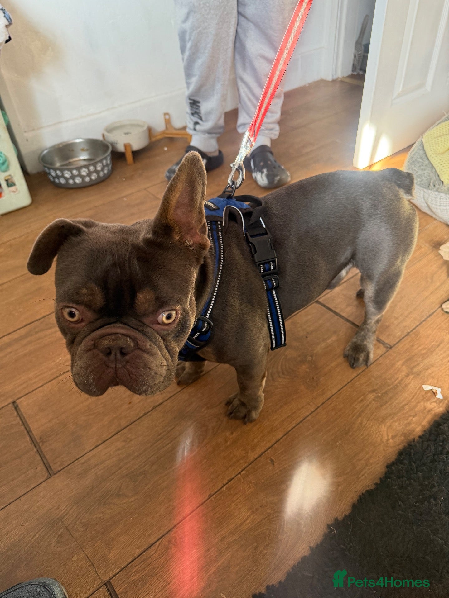 French Bulldog dogs Dog for sale  - Advert 1