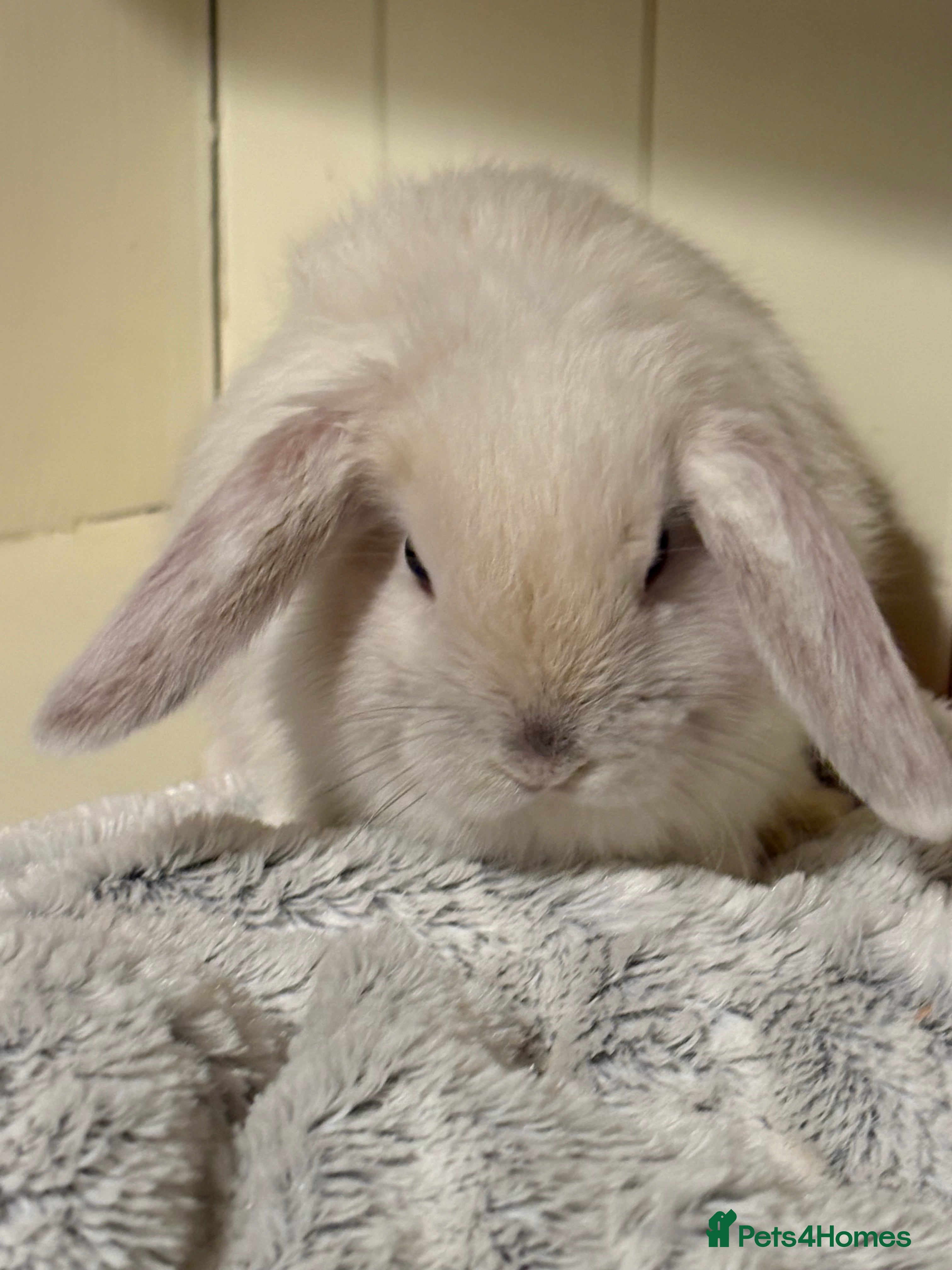 Mini Lop rabbits Vaccinated/raised indoors, mini lops and lion lop  - Advert 11