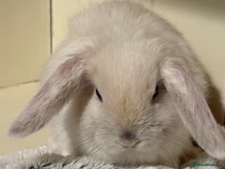 Mini Lop rabbits Vaccinated/raised indoors, mini lops and lion lop - Advert 11