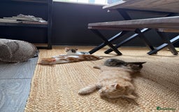 Domestic Shorthair cats for sale: Family-Raised Kittens, Friendly, Playful Ready Now - Image 20