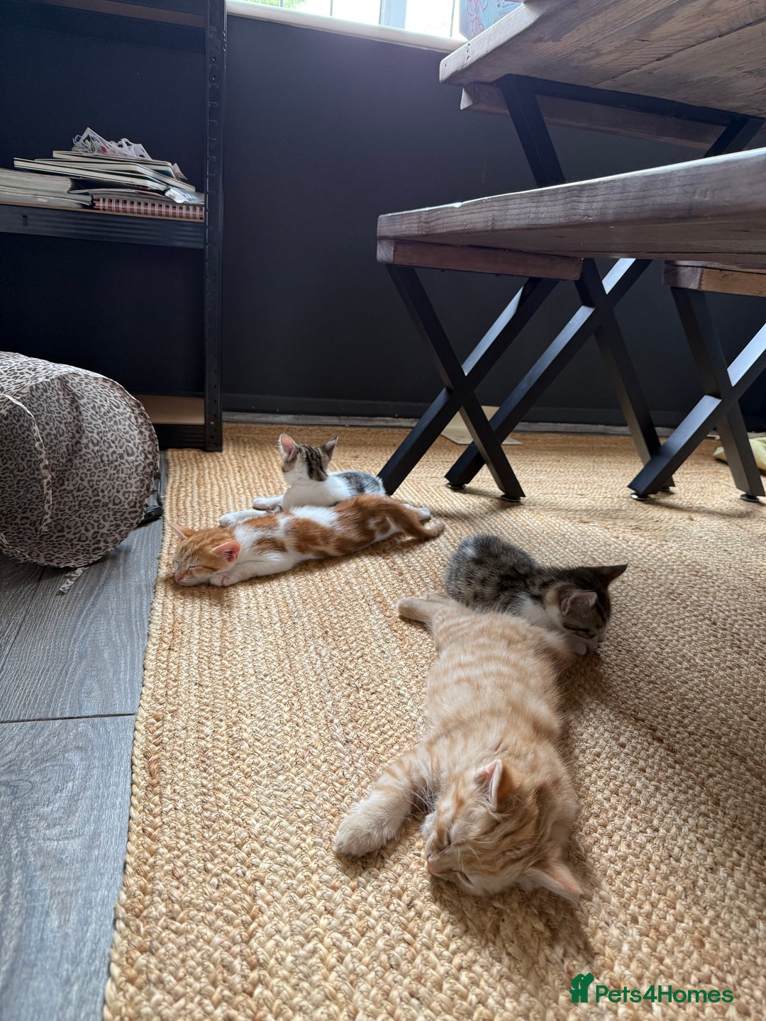 Domestic Shorthair cats for sale: Family-Raised Kittens, Friendly, Playful Ready Now - Image 20