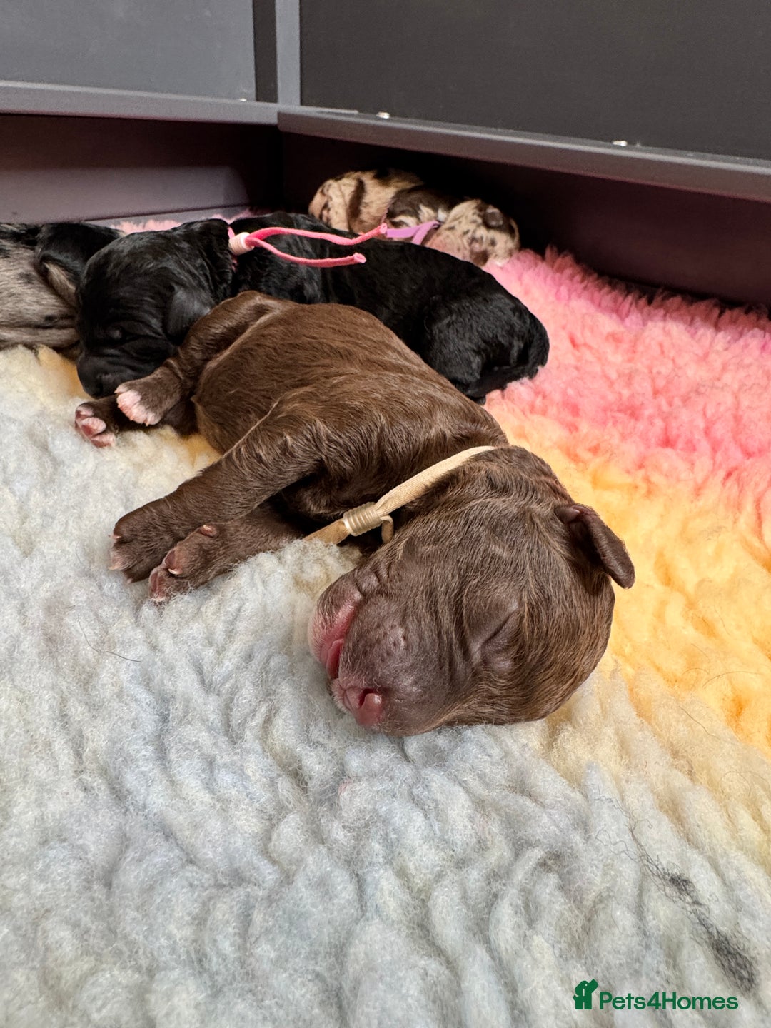 Mixed Breed dogs for sale: Goldendoodle/Australian double doodles  - Image 10