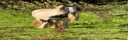 Irish Cob horses for sale: Anyone for a picturesque Project  - Advert 1