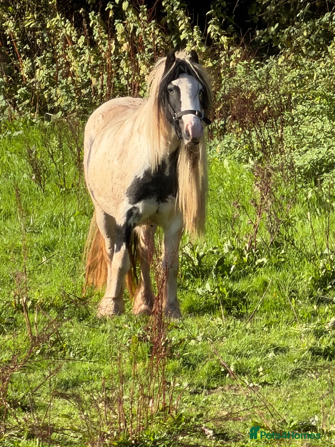 Irish Cob horses for sale: Anyone for a picturesque Project  - Advert 1