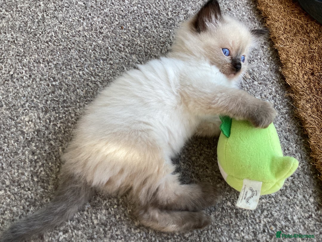 Ragdoll cats for sale: Adorable Ragdoll Kittens - Image 34