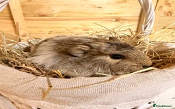 Guinea Pig rodents for sale: 3 baby guinea pigs  - Image 7