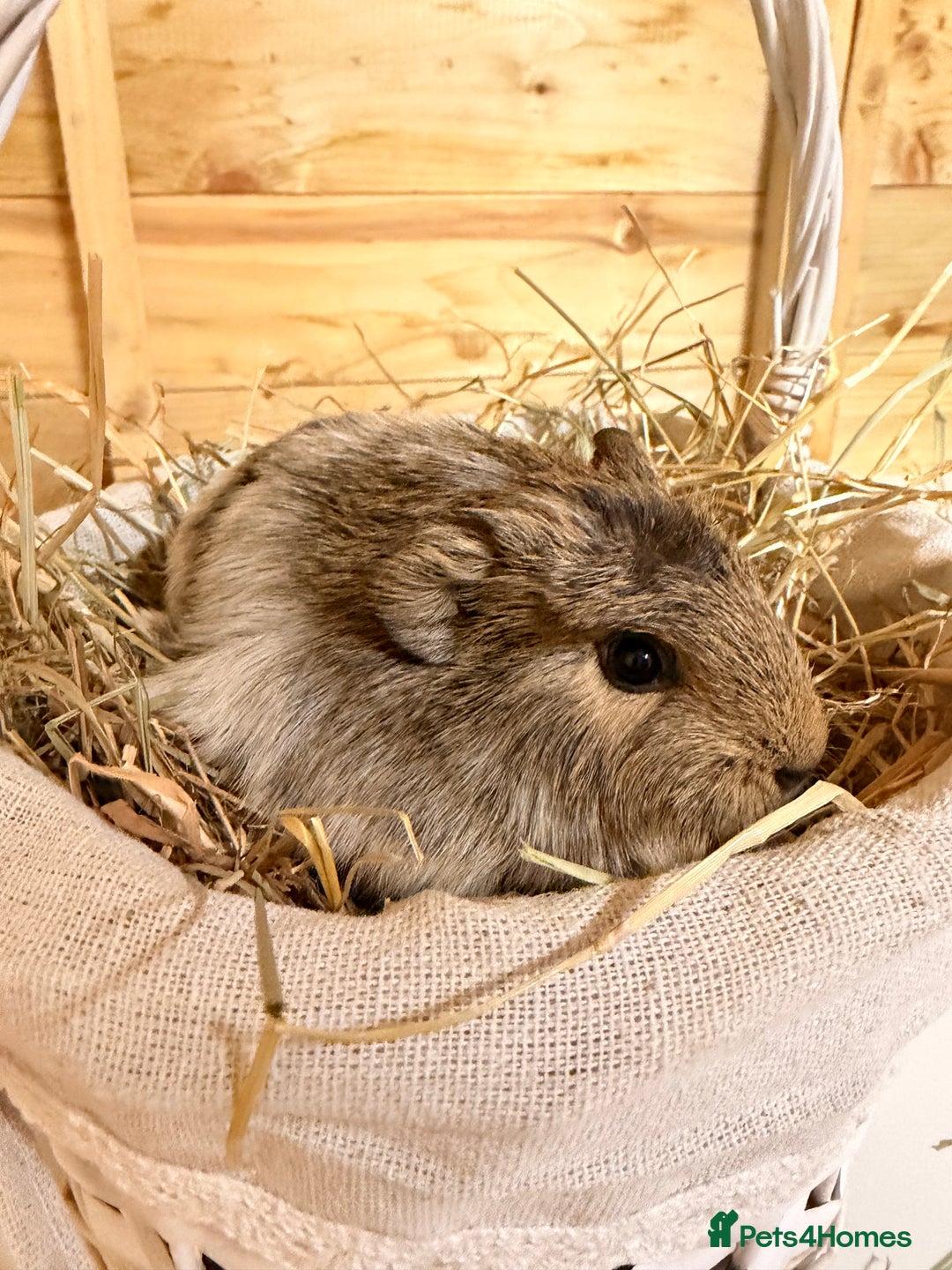 Guinea Pig rodents for sale: 3 baby guinea pigs  - Image 7