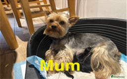 Yorkshire Terrier dogs for sale: Puree Yorkshire Terrier Puppies  - Image 7