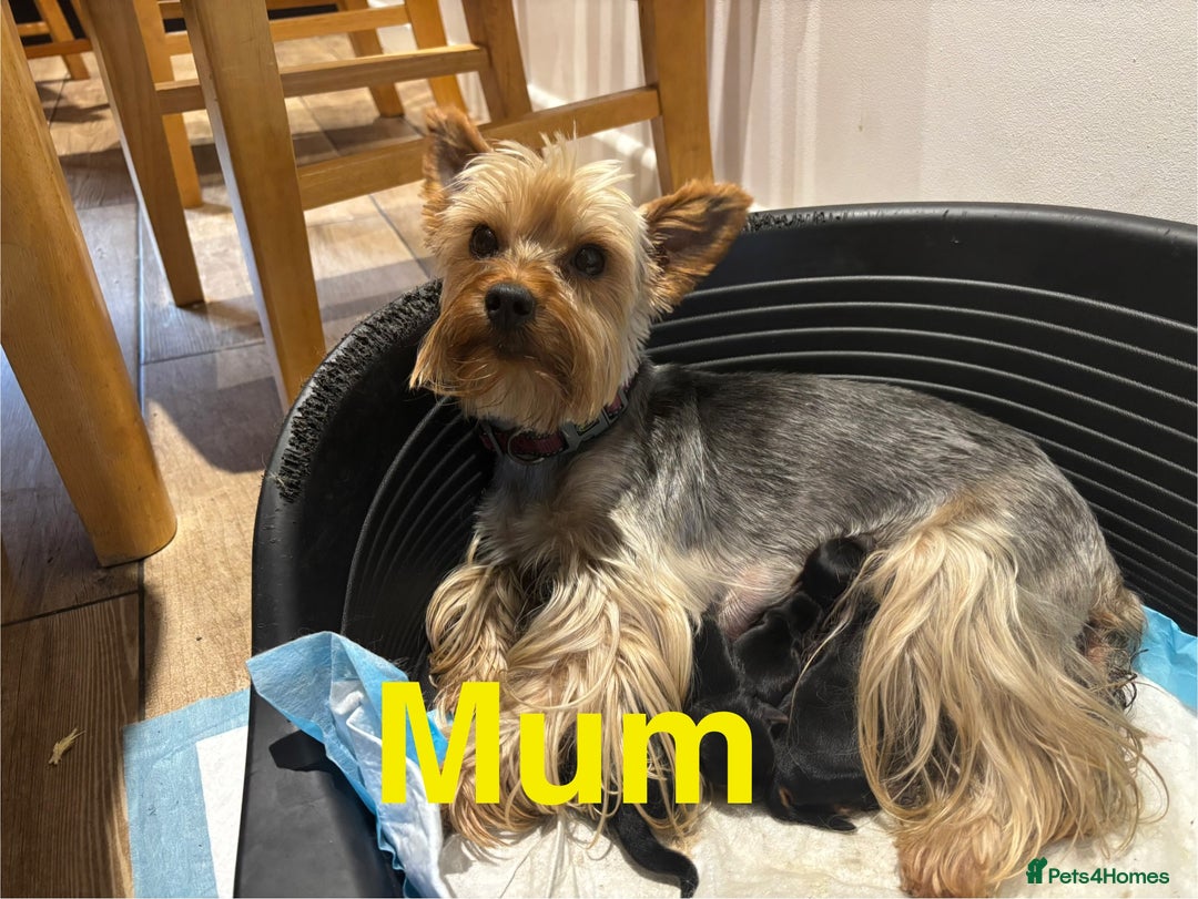 Yorkshire Terrier dogs for sale: Puree Yorkshire Terrier Puppies  - Image 7
