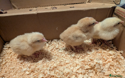 Chickens poultry for sale: Mixed breed chicks and Silkies - Image 10