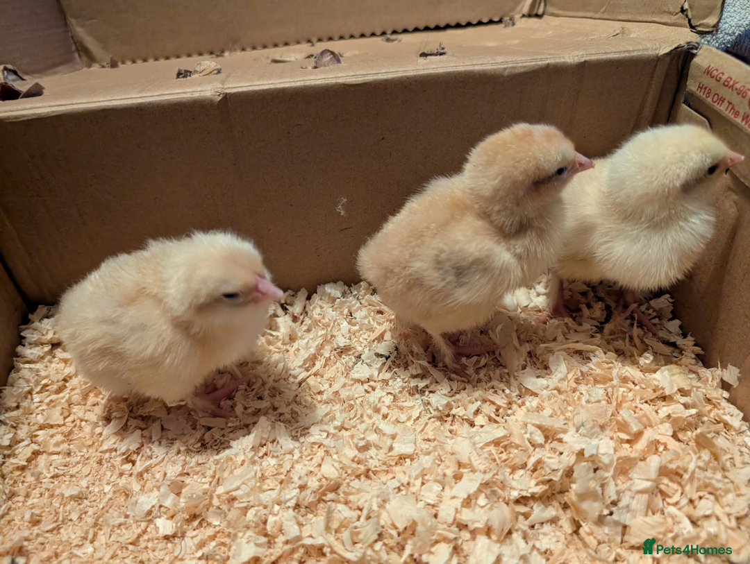 Chickens poultry for sale: Mixed breed chicks and Silkies - Image 10