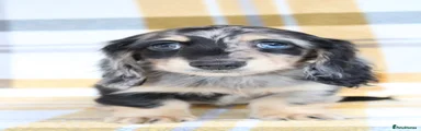 Miniature Dachshund 1