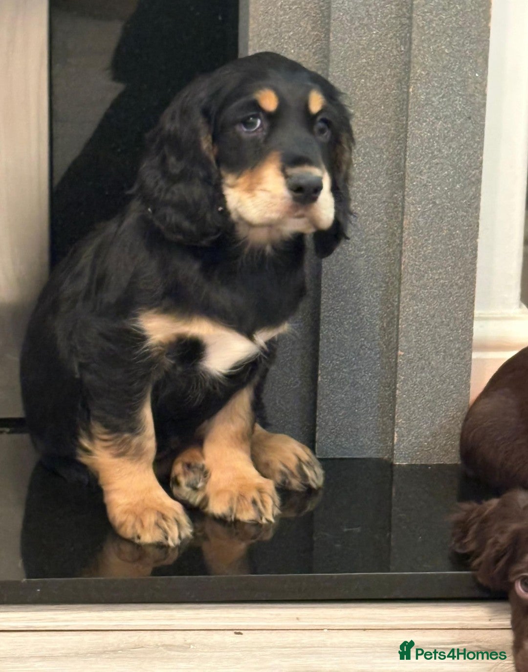 Cocker Spaniel dogs Awesome Super chunky playfull home raised Show typ - Advert 2