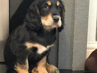 Cocker Spaniel dogs Awesome Super chunky playfull home raised Show typ - Advert 2