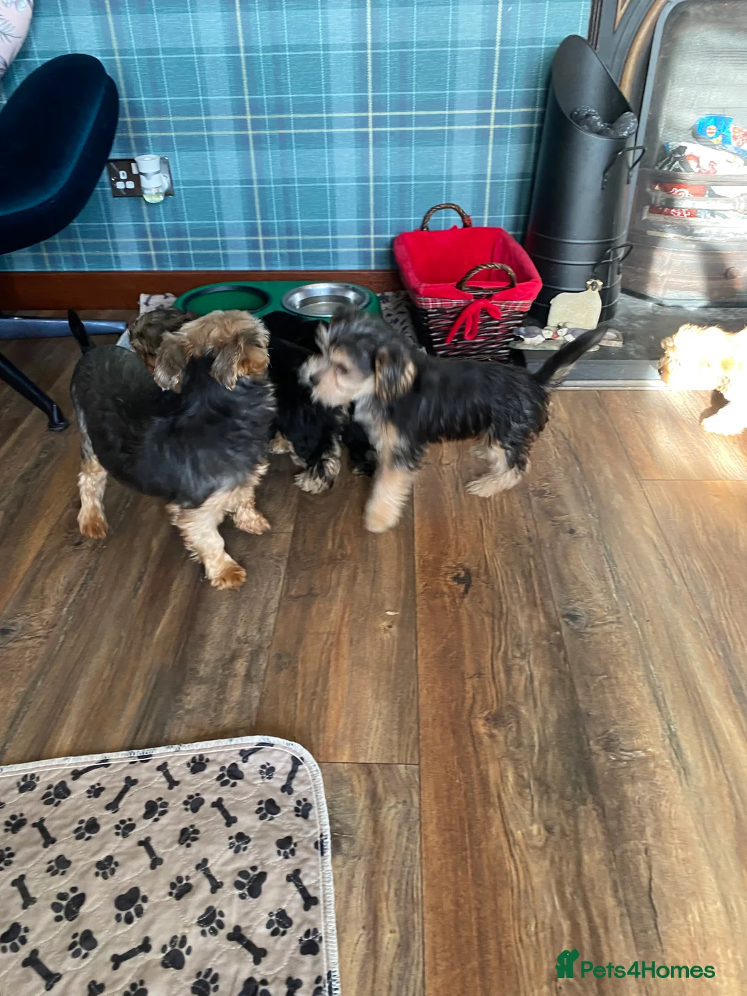 Morkie dogs for sale: Morkie puppies  - Advert 9