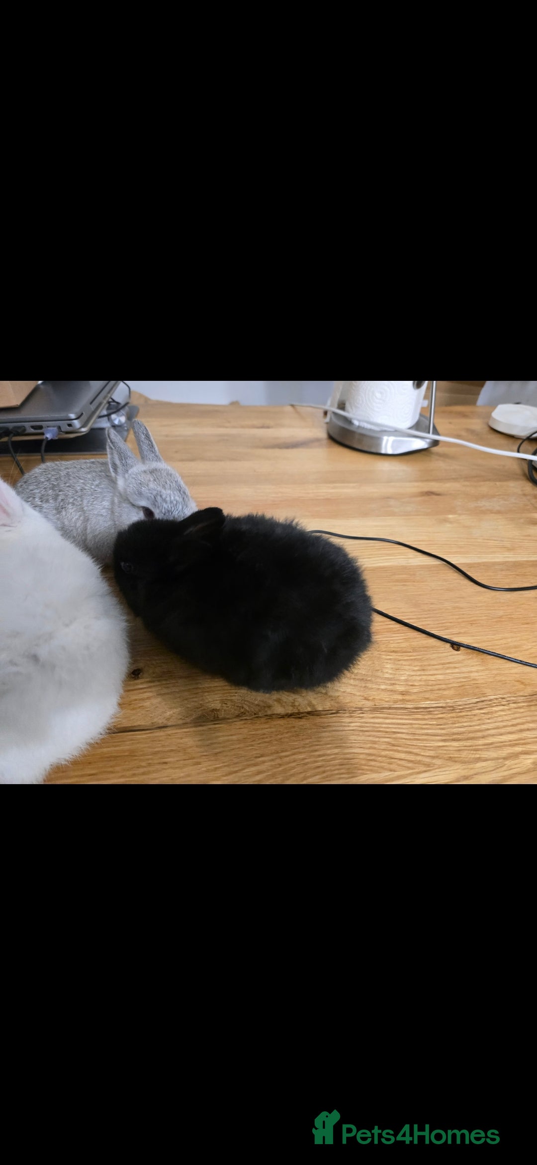 Netherland Dwarf rabbits for sale: ADORABLE NETHERLANDS DWARF RABBIT FOR SALE - Image 2