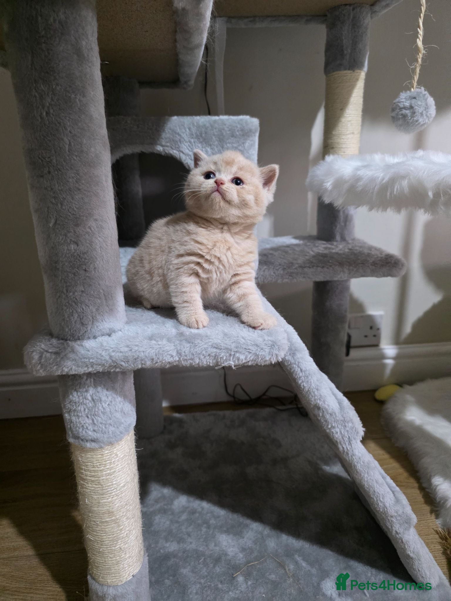 British Shorthair cats Exceptional Champion🏆 British Shorthair kitten - Advert 2