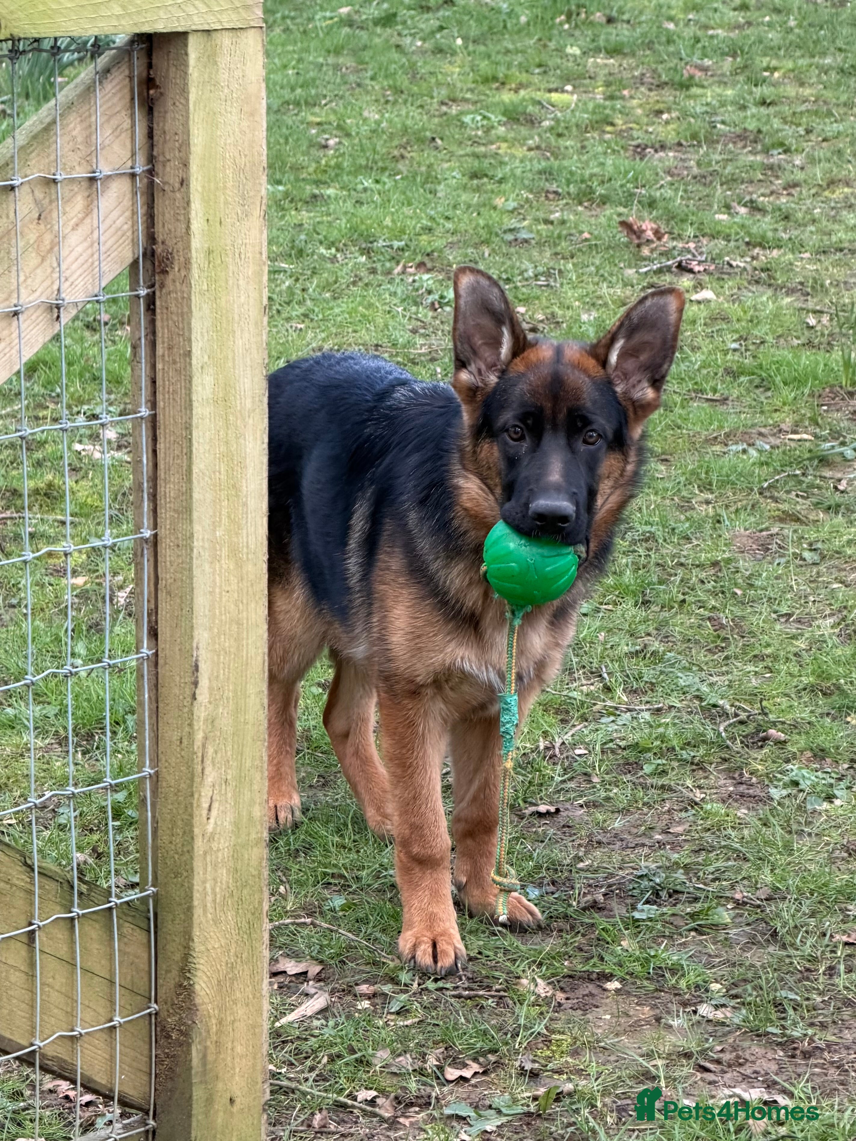 German Shepherd dogs Super 6 month old black/gold female - Advert 2