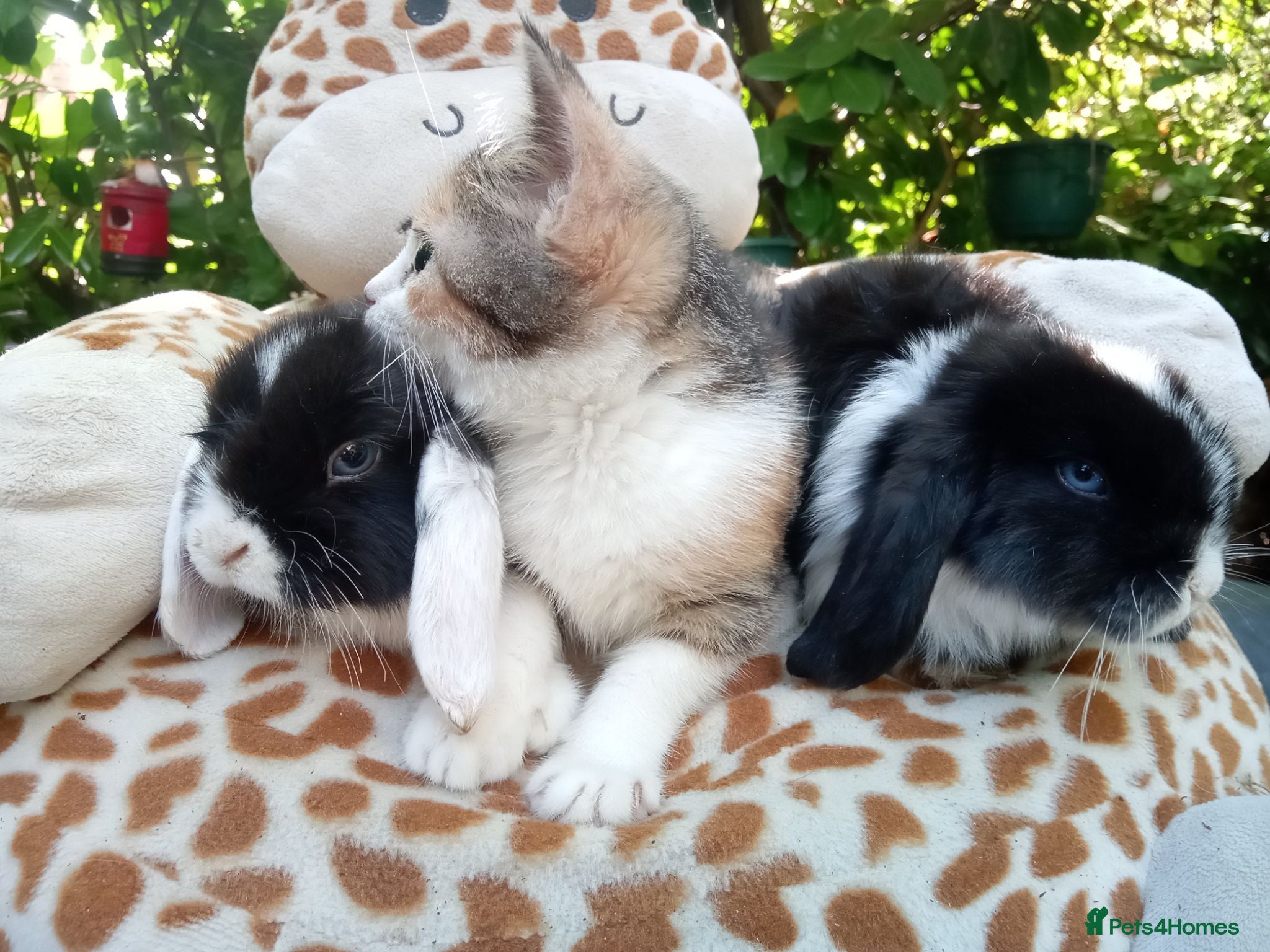 Mini Lop rabbits Pedigree mini lop.baby rabbits  - Advert 23