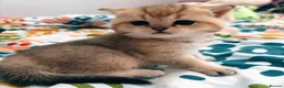 British Shorthair cats for sale: 🌟 Exceptional GCCF Register BSH Golden Kittens 🌟 - Advert 11