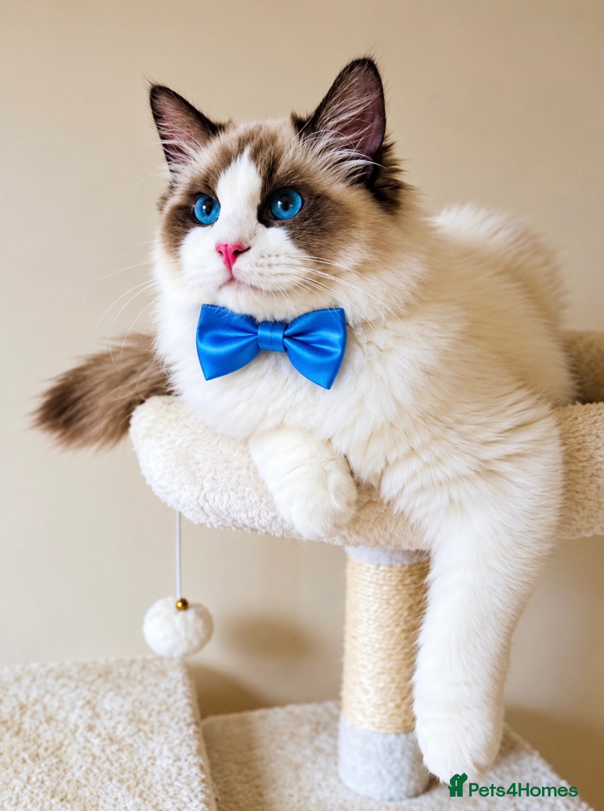 Ragdoll cats for sale: Gorgeous seal bi colour GCCF registered 💙 - Advert 1
