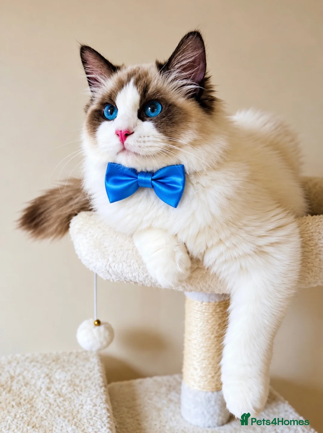 Ragdoll cats for sale: Gorgeous seal bi colour GCCF registered 💙 - Advert 1