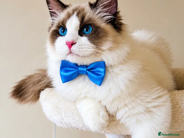 Ragdoll cats for sale: Gorgeous seal bi colour GCCF registered 💙 - Advert 1