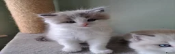 Ragdoll cats for sale: CollieKiss Ragdolls – Beautiful TICA Registered - Advert 27