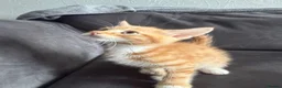 Domestic Shorthair cats for sale: Beautiful domestic shorthair kittens for sale in Plymouth - Advert 9