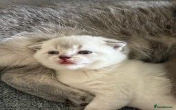 Scottish Fold cats for sale: Scottish  fold 💙🩷 - Image 7