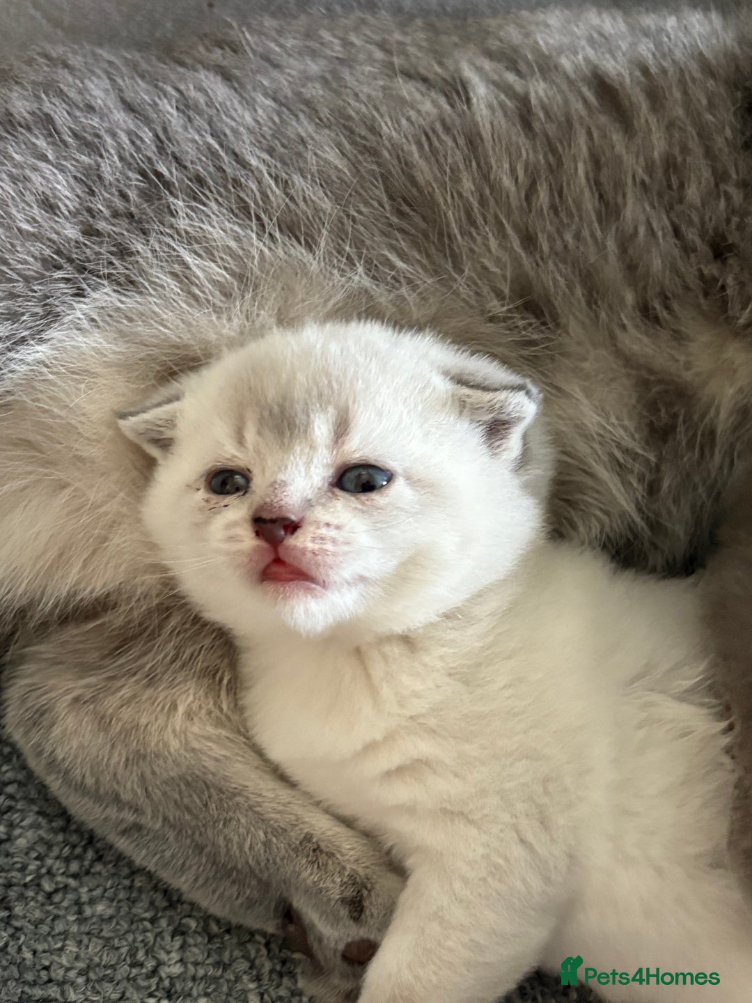 Scottish Fold cats for sale: Scottish  fold 💙🩷 - Image 7