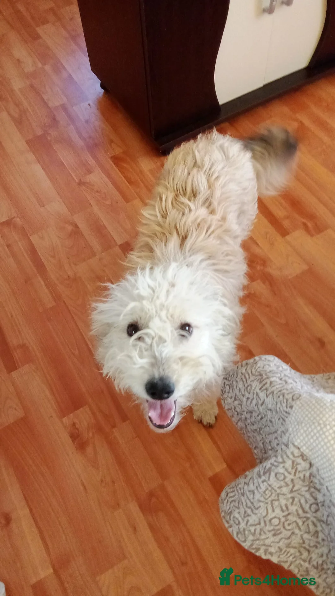 Mixed Breed dogs for adoption: ❄️SNOW-DROP❄️ - a gentle soul with a hopeful heart - Advert 2