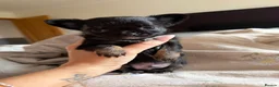 Chihuahua dogs for sale: 3 beautiful KC babies  - Advert 15