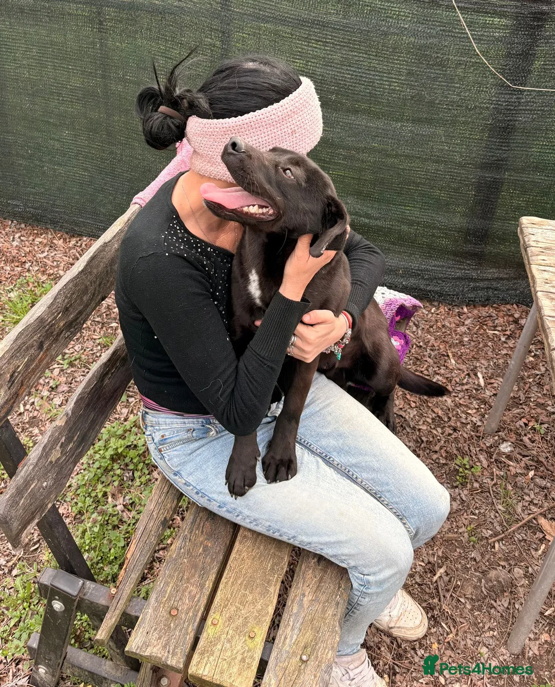 Mixed Breed dogs for adoption: Benny | Bouncy, Loving & Full of Puppy Joy 💜 - Advert 2