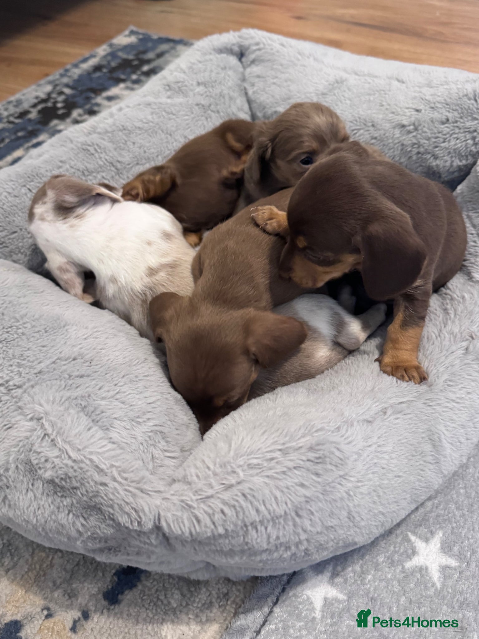 Miniature Dachshund dogs Miniature dachshunds 3 boys 1 girl  - Advert 11