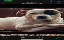 Staffordshire Bull Terrier dogs for stud: White Male Staffy for Stud (Free) - Image 3