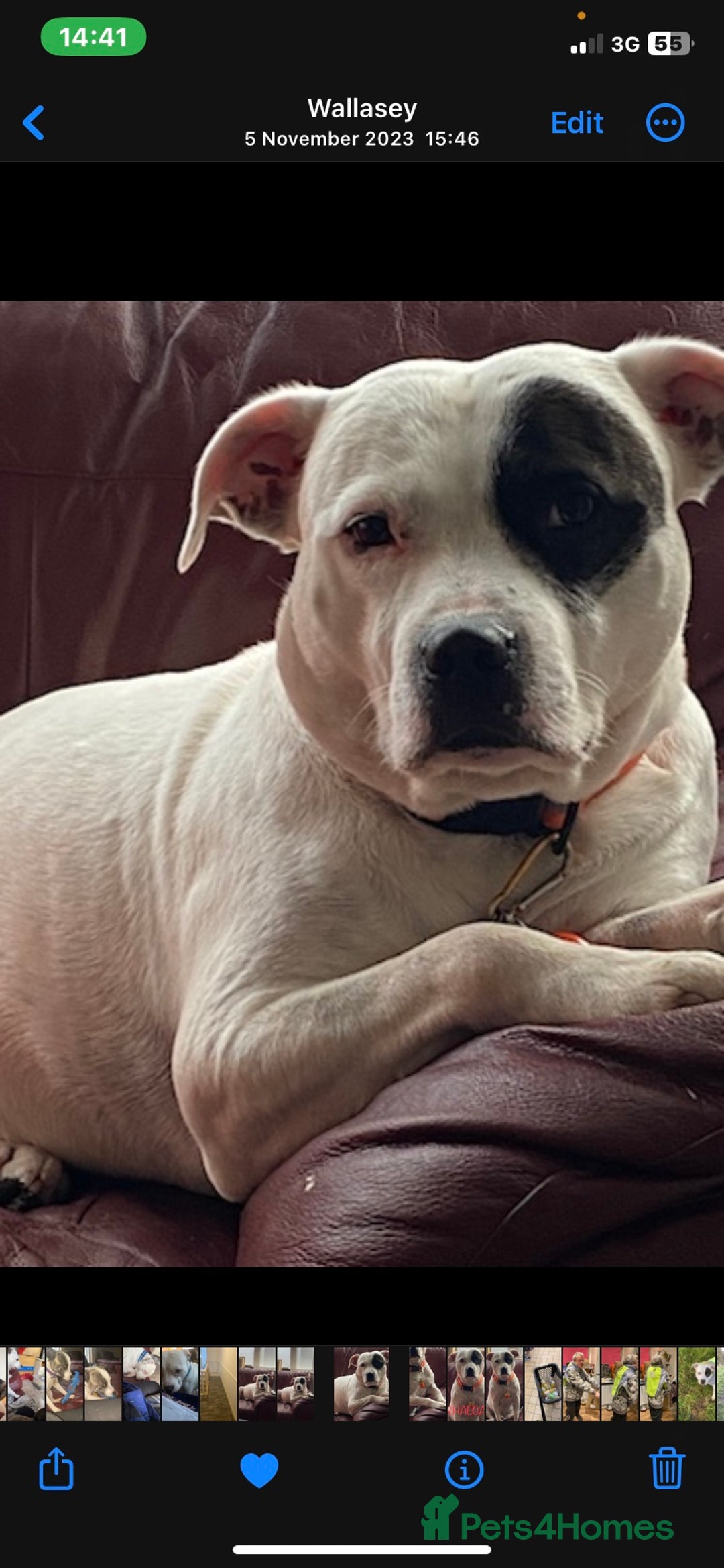 Staffordshire Bull Terrier dogs for stud: White Male Staffy for Stud (Free) - Image 3