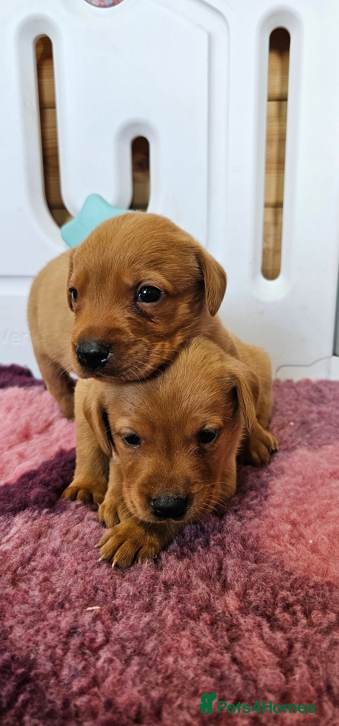 Labrador Retriever dogs for sale: ONLY 1 BEAUTIFUL KC FOX RED GIRL LAB AVAILABLE - Image 29